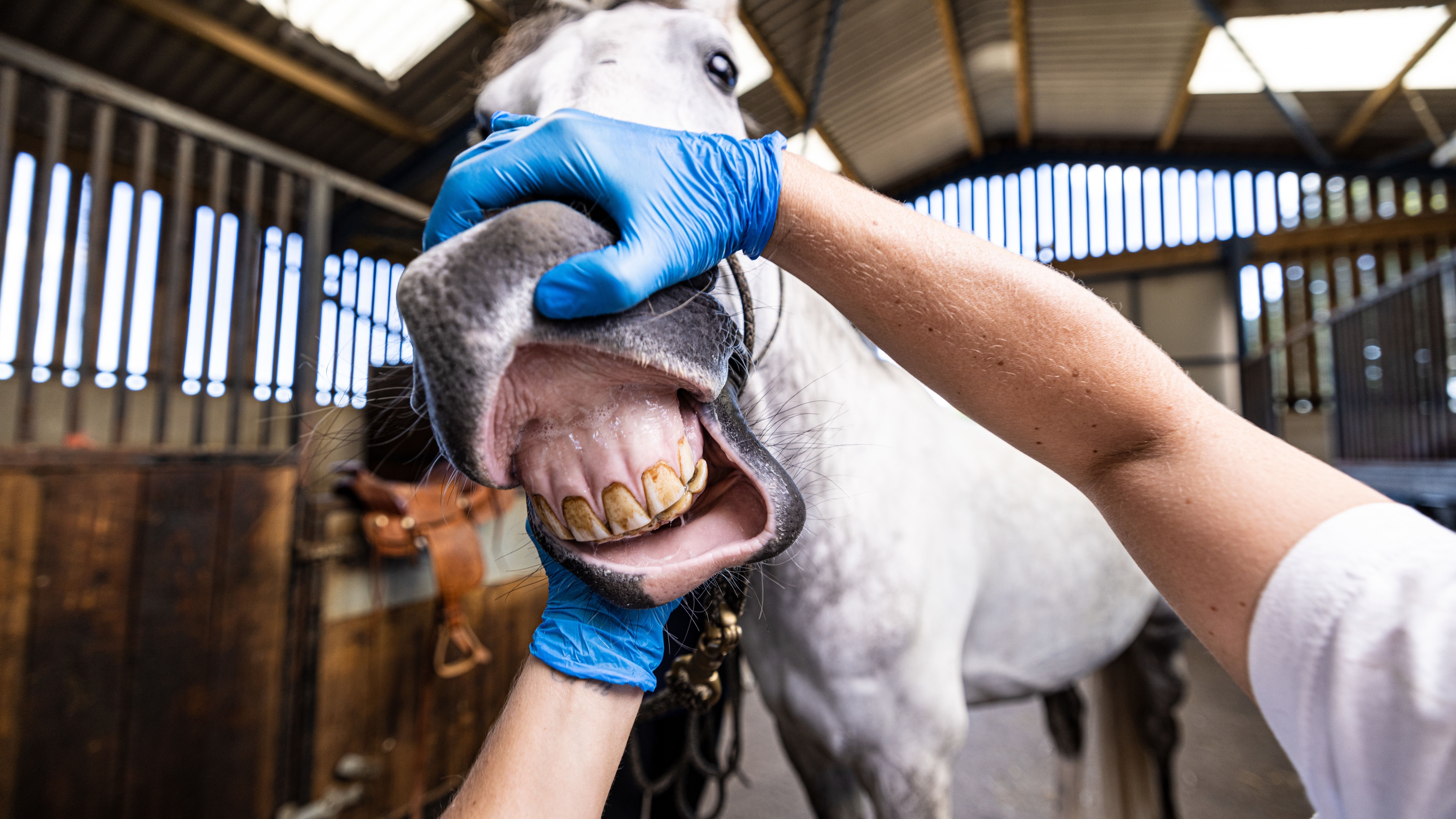 Vet Perspective_Day1_Stables_Part2-262