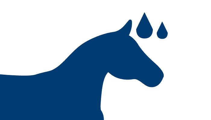 Equine PPID Abnormal Sweating