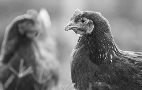 Gumboro Disease - Chicken image