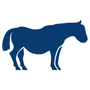 Equine Illustration ppid-pot-belly-horse